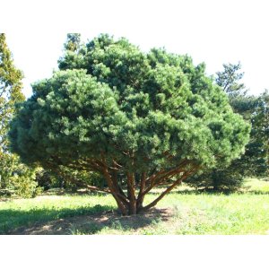 Borovica lesná (Pinus Sylvestris) ´WATERERI NANA´ - výška 40-60 cm, ø 30-50 cm, kont. C10L